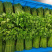 天绿香树仔菜海南益肝菜直供五指山新鲜专用酒楼餐饮