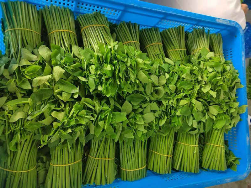 天绿香树仔菜海南益肝菜直供五指山新鲜专用酒楼餐饮