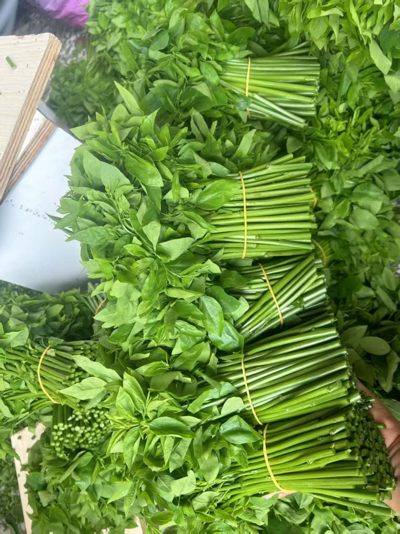天绿香树仔菜海南益肝菜直供五指山新鲜专用酒楼餐饮