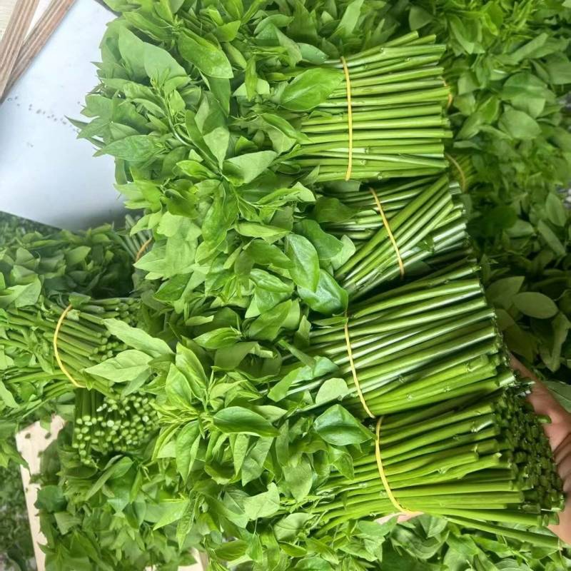 天绿香树仔菜海南益肝菜直供五指山新鲜专用酒楼餐饮