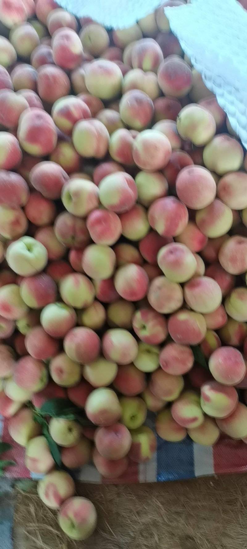 突围毛桃色泽鲜，口感翠脆多汁，产地直供，
