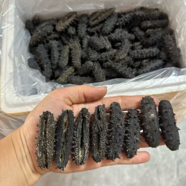 开口淡干辽参一德路批发商