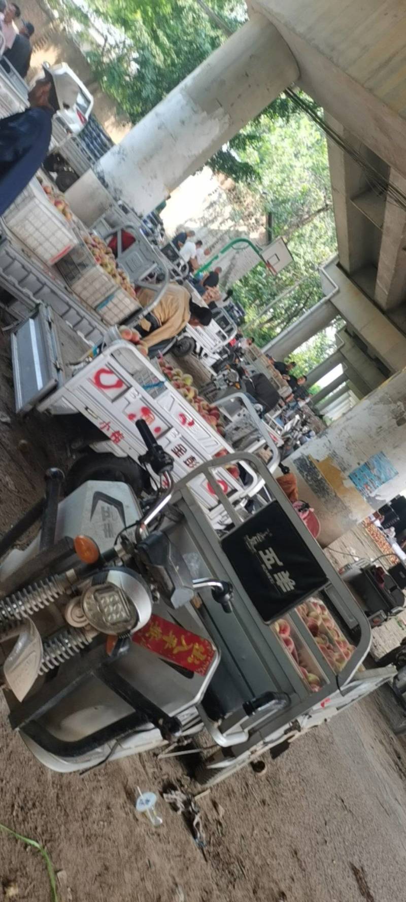 突围毛桃色泽鲜，口感翠脆多汁，产地直供，