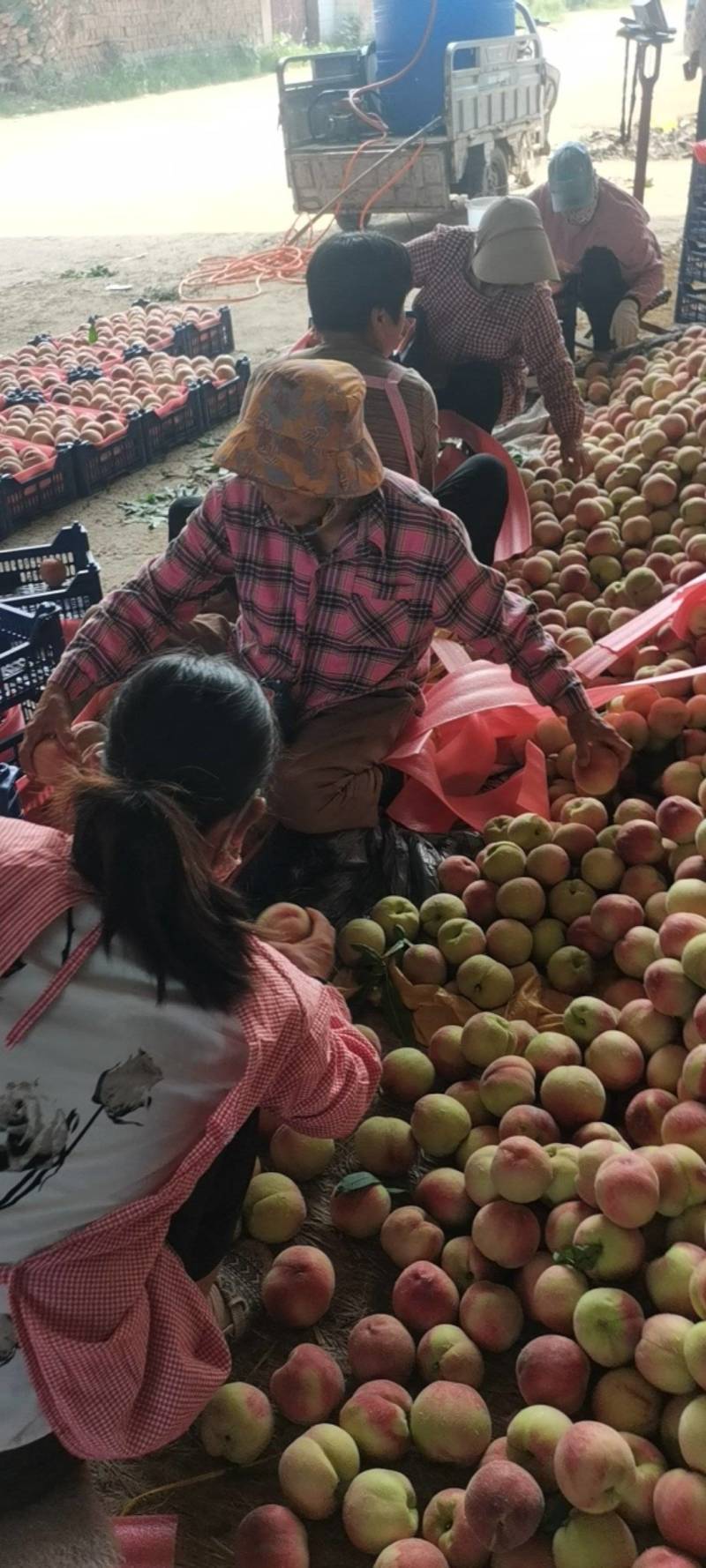 突围毛桃色泽鲜，口感翠脆多汁，产地直供，