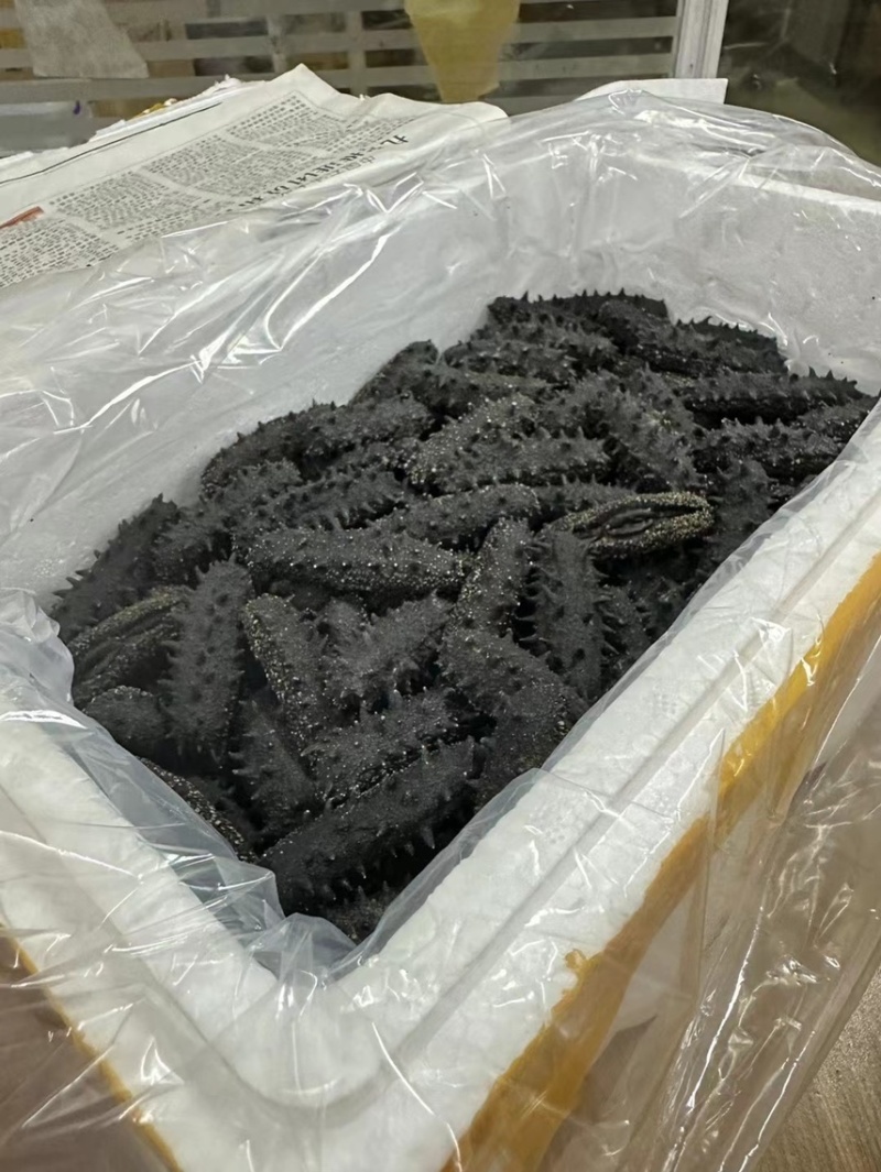 开口淡干辽参一德路批发商