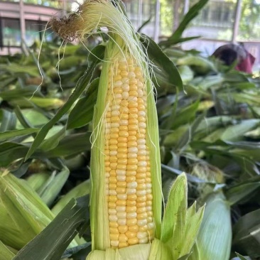 河北水果玉米价格美丽质量好走货快对接全国量大从优欢迎询价
