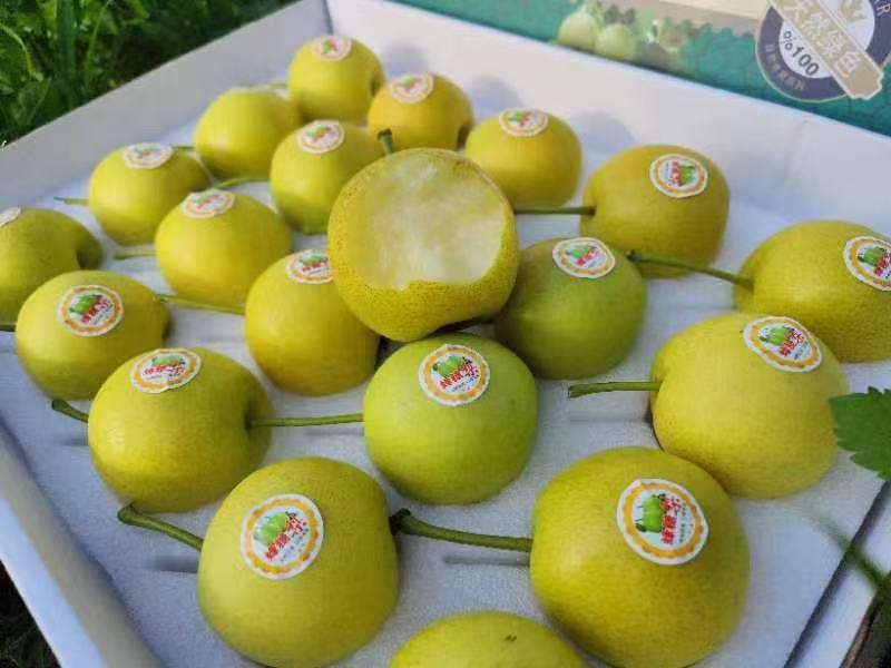 云南高山精品丁香梨（蜂糖梨，早白蜜），货发全国，，，，，