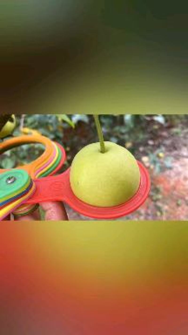 云南高山精品丁香梨（蜂糖梨，早白蜜），货发全国，，，，，