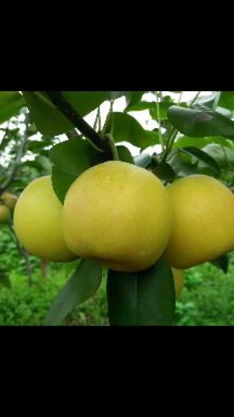 云南高山精品丁香梨（蜂糖梨，早白蜜），货发全国，，，，，