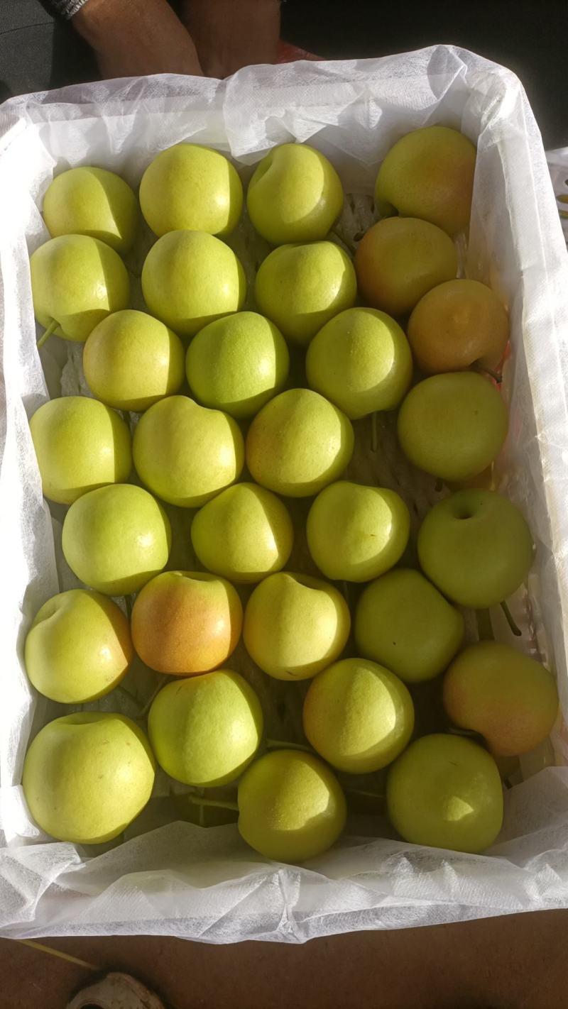 云南高山精品丁香梨（蜂糖梨，早白蜜），货发全国，，，，，