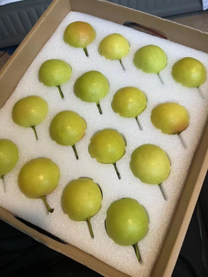 云南高山精品丁香梨（蜂糖梨，早白蜜），货发全国，，，，，