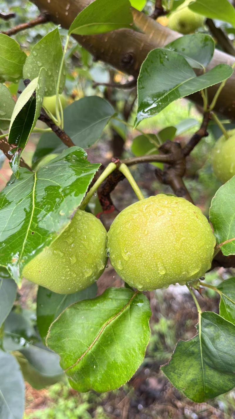 云南高山精品丁香梨（蜂糖梨，早白蜜），货发全国，，，，，