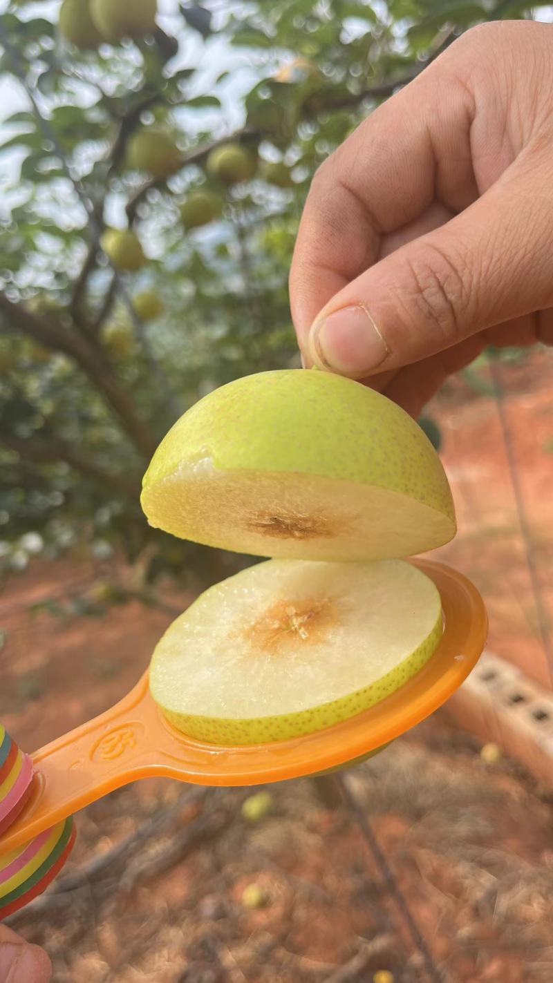 云南高山精品丁香梨（蜂糖梨，早白蜜），货发全国，，，，，