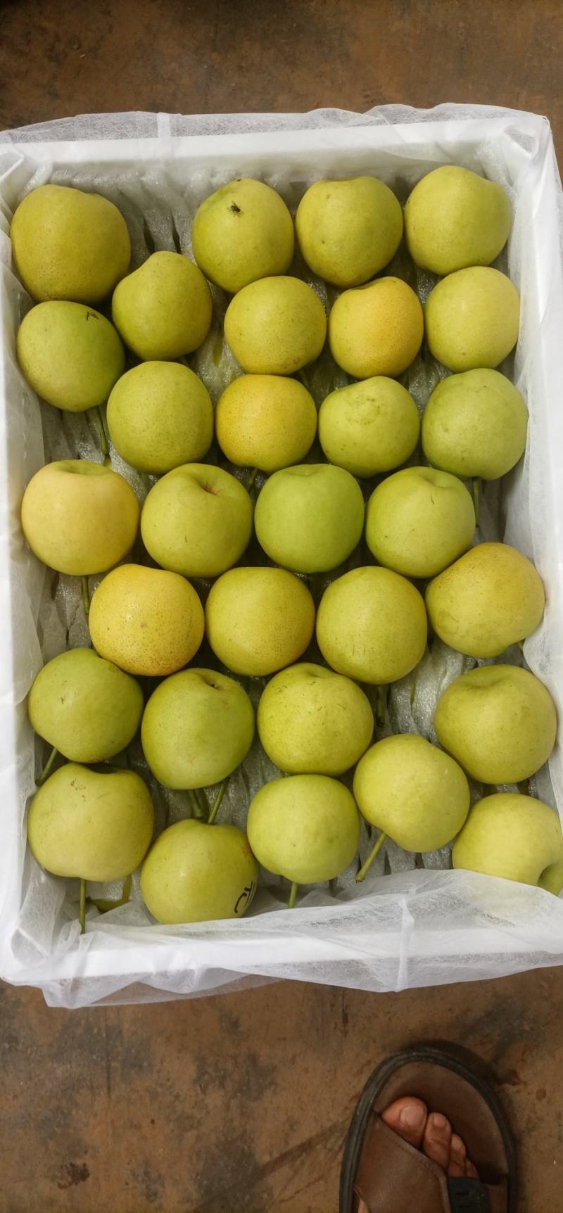 云南高山精品丁香梨（蜂糖梨，早白蜜），货发全国，，，，，