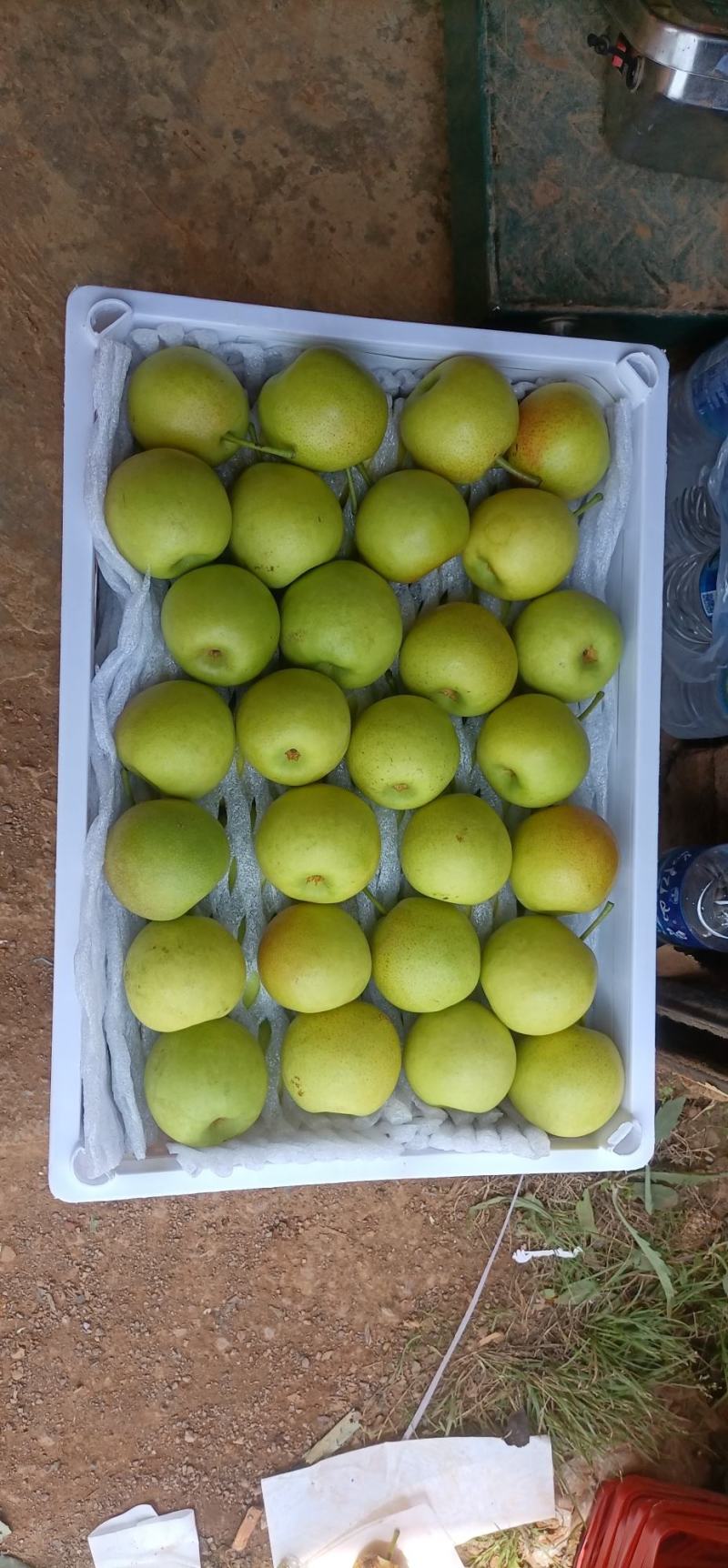 云南高山精品丁香梨（蜂糖梨，早白蜜），货发全国，，，，，
