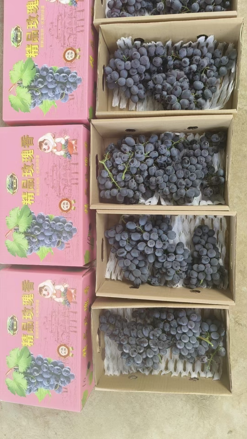 昌黎冷棚无籽玫瑰香葡萄大量上市