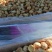 新疆无花果干没添加剂原味果干树上糖包子包邮批发