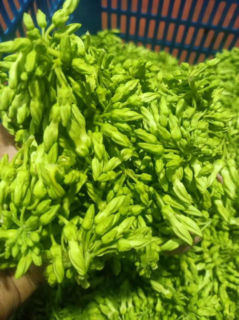 夜香花，广西夜香花，产地直发，欢迎来电咨询