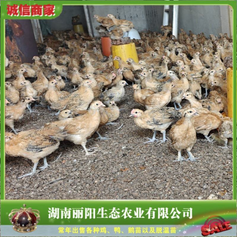 半斤脱温鸡母鸡/农村放养土鸡蛋鸡/黄麻羽青脚土鸡苗