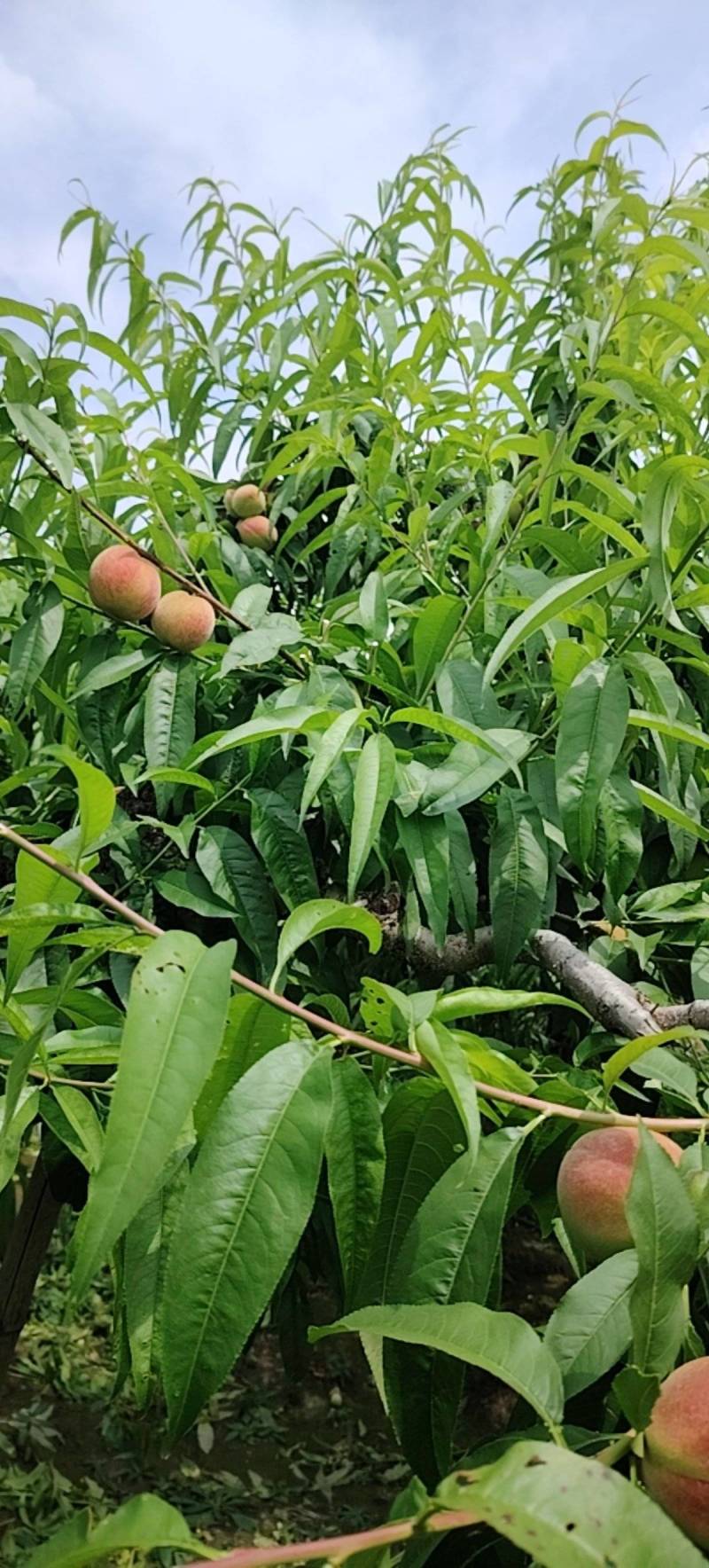 毛桃朵子