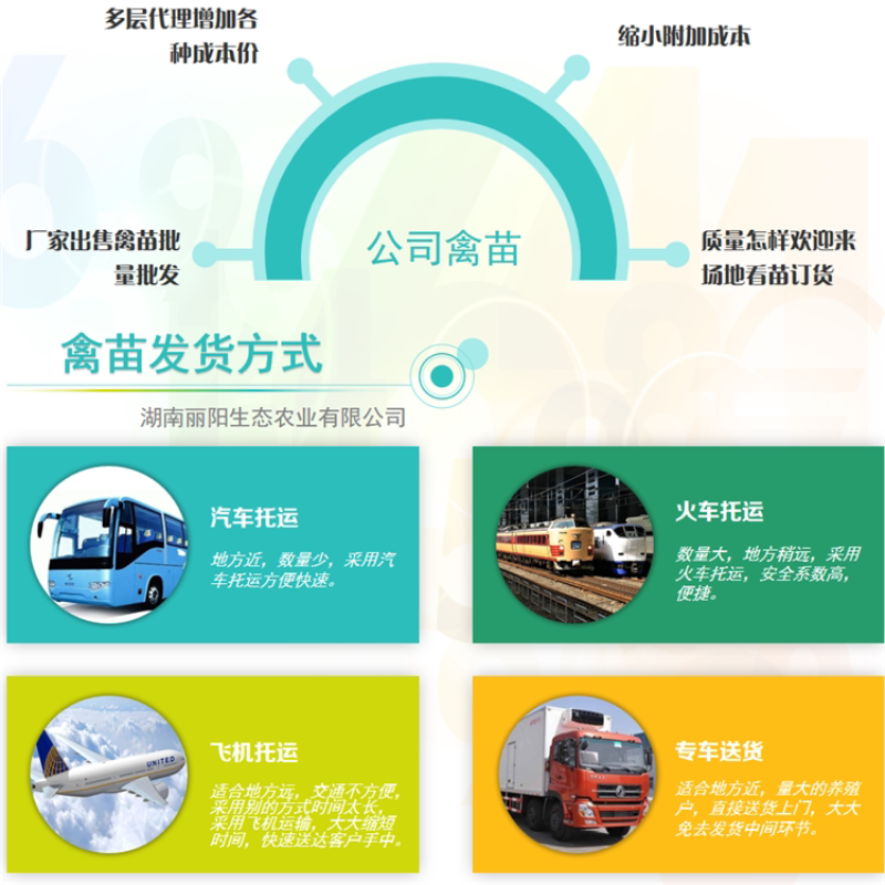半斤脱温鸡母鸡/农村放养土鸡蛋鸡/黄麻羽青脚土鸡苗