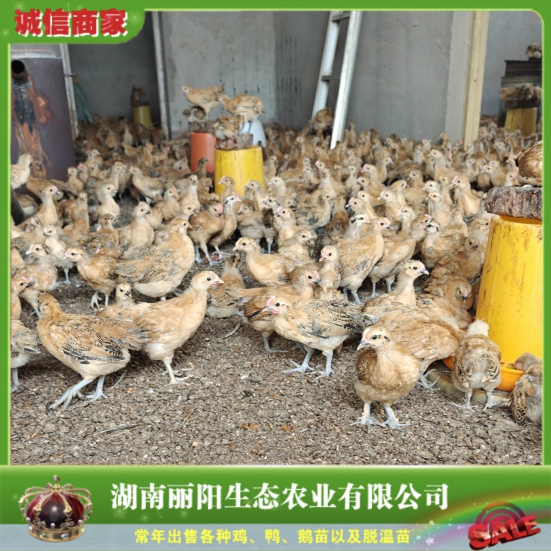 半斤脱温鸡母鸡/农村放养土鸡蛋鸡/黄麻羽青脚土鸡苗