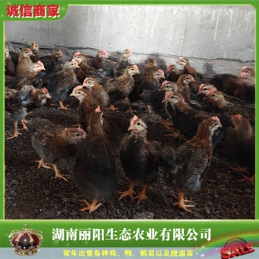 一斤脱温鸡小麻鸡苗/半大红毛公鸡土鸡公/基地直销/有保障