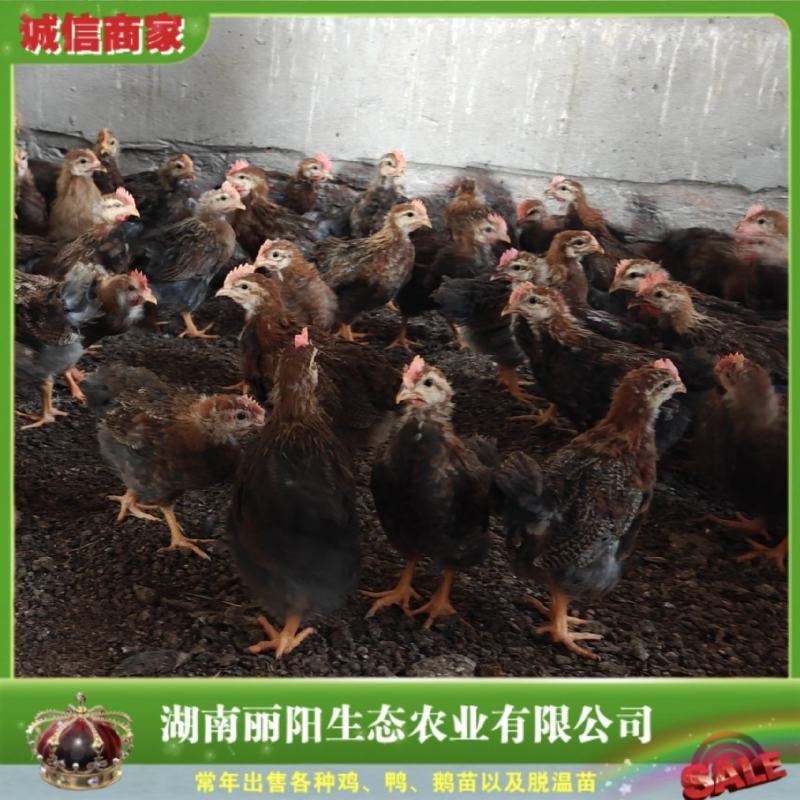 一斤脱温鸡小麻鸡苗/半大红毛公鸡土鸡公/基地直销/有保障