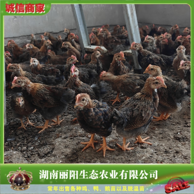 一斤脱温鸡小麻鸡苗/半大红毛公鸡土鸡公/基地直销/有保障