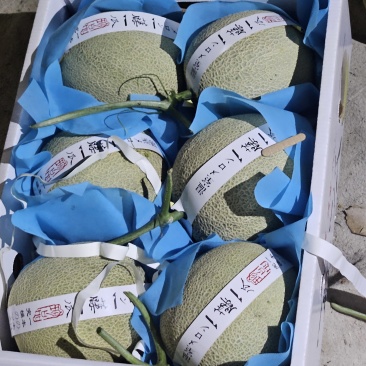 网纹瓜,玫珑嘉华美华牛三,全国发货,直供商超市场,一件代发