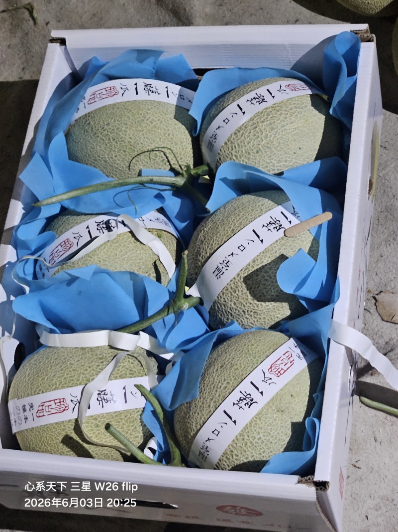 网纹瓜，玫珑嘉华美华牛三，全国发货，直供商超市场，一件代发
