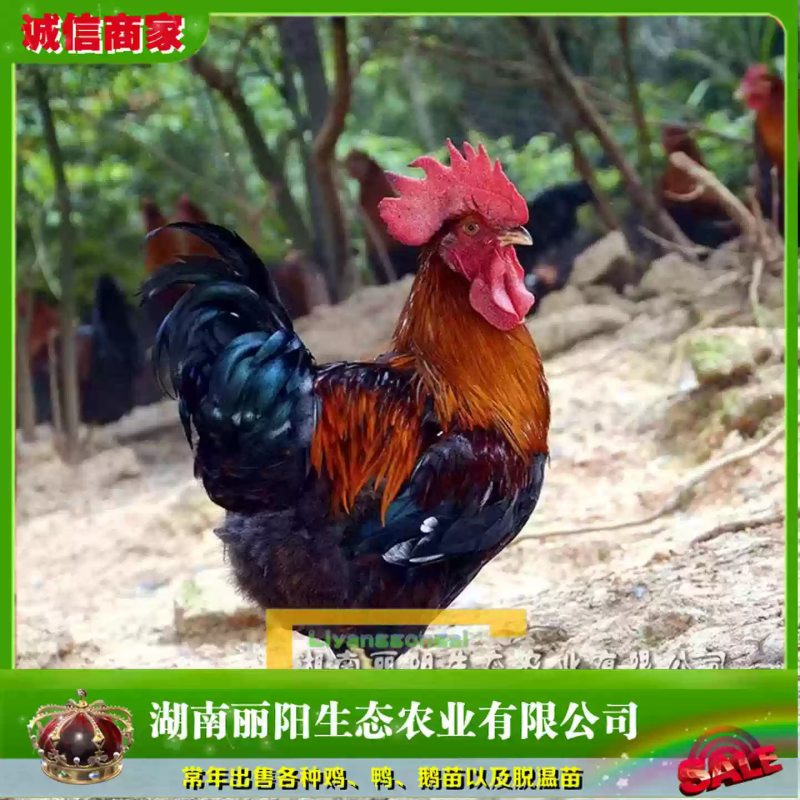 一斤脱温鸡小麻鸡苗/半大红毛公鸡土鸡公/基地直销/有保障