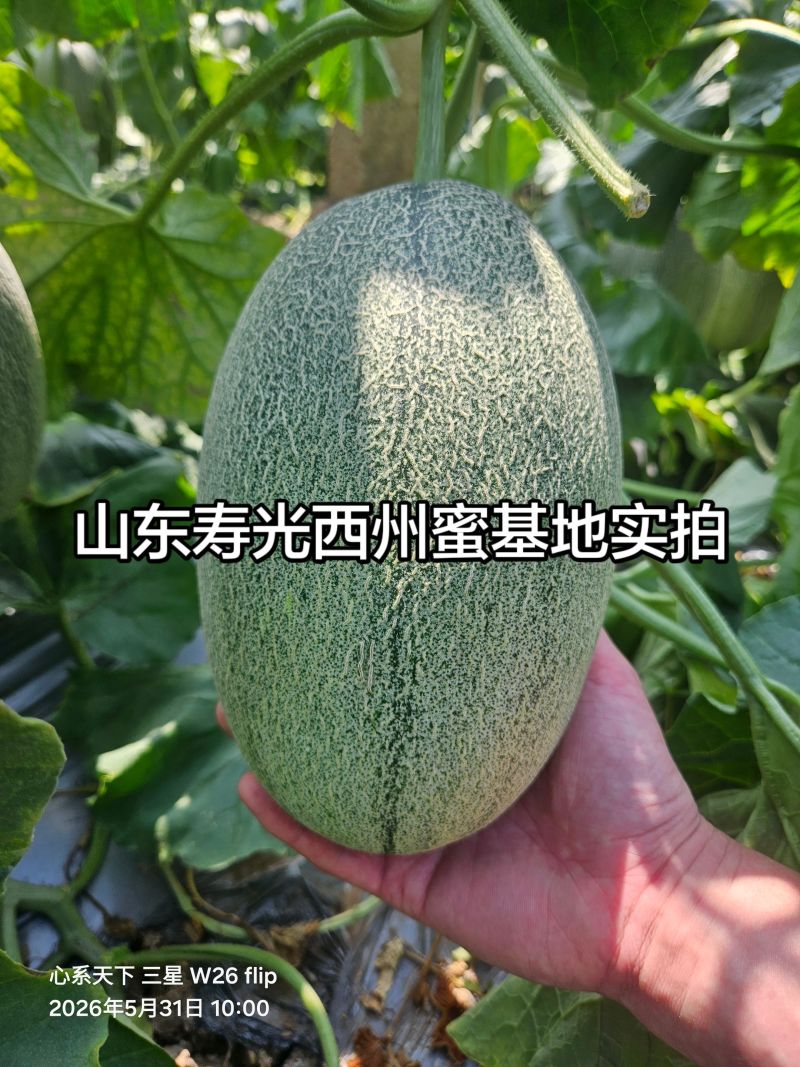 山东西州蜜，产地直销，全国发货，直供商超市场，一件代发