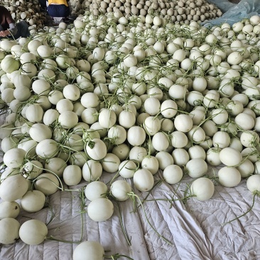 山东玉菇冰激凌甜瓜产地，全国发货，直供商超市场，一件代发