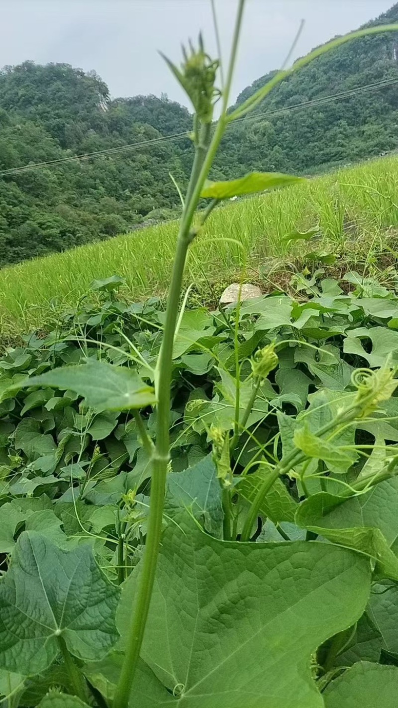 龙须菜，佛手瓜尖，发量上市，产地直发，量大从优