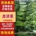 龙须菜，佛手瓜尖，发量上市，产地直发，量大从优