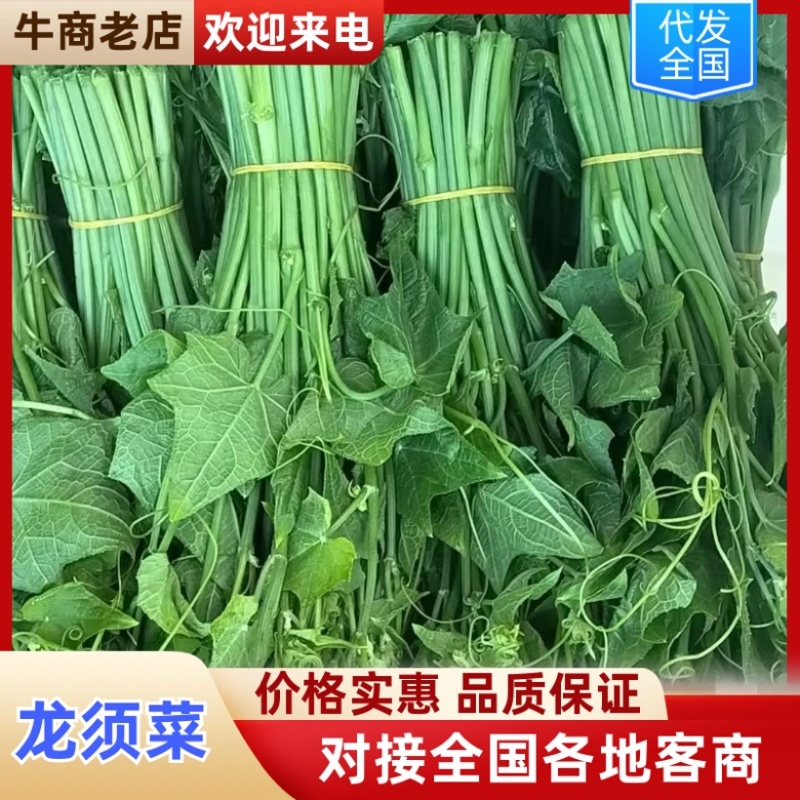 龙须菜，佛手瓜尖，发量上市，产地直发，量大从优