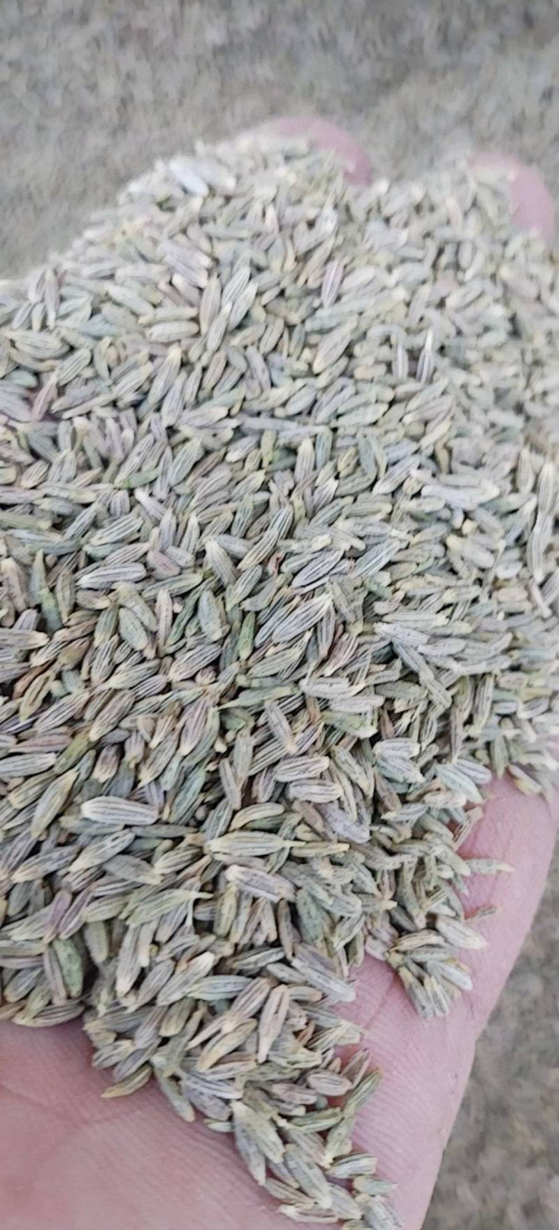 新疆吐鲁番孜然原味散装新货包邮批发