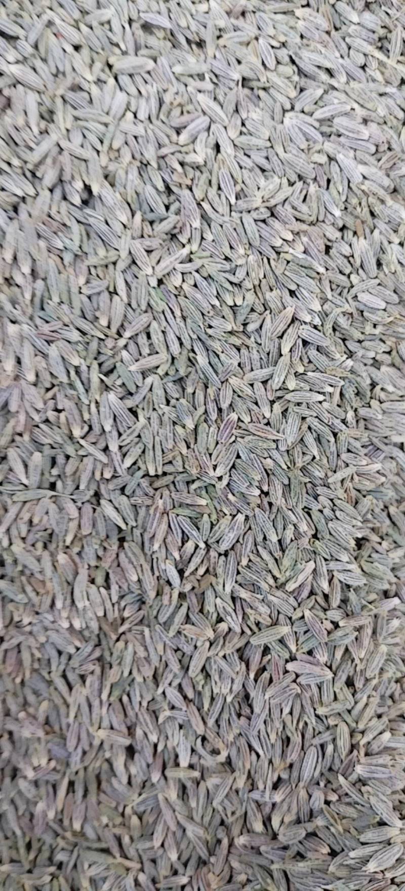 新疆吐鲁番孜然原味散装新货包邮批发