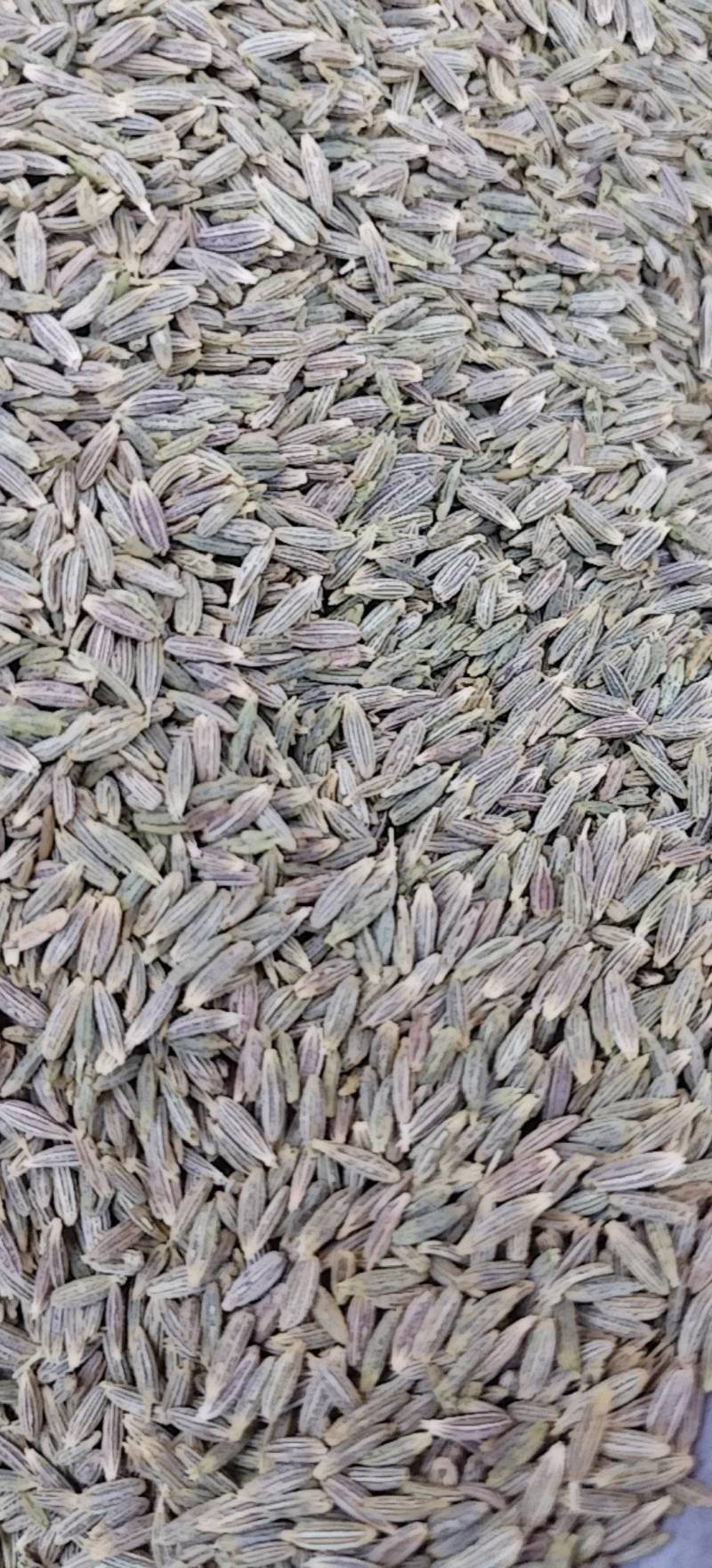 新疆吐鲁番孜然原味散装新货包邮批发