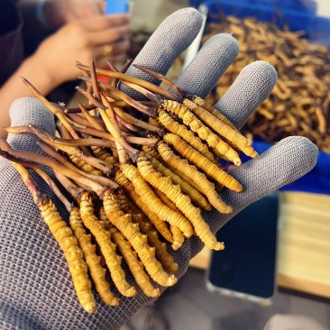 冬虫夏草大量批发