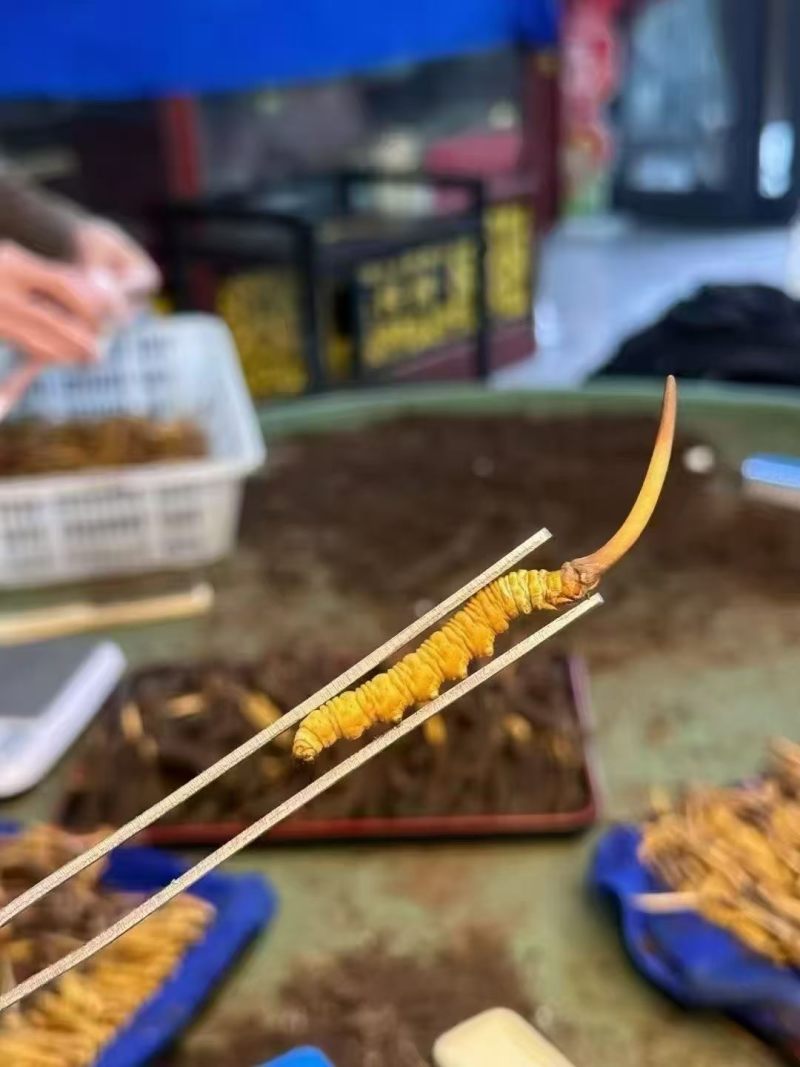 冬虫夏草大量批发