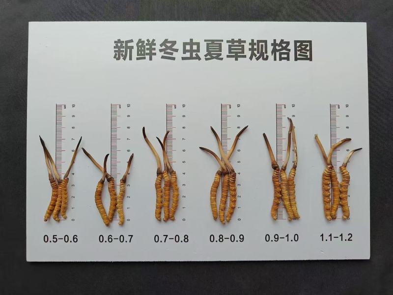 冬虫夏草大量批发