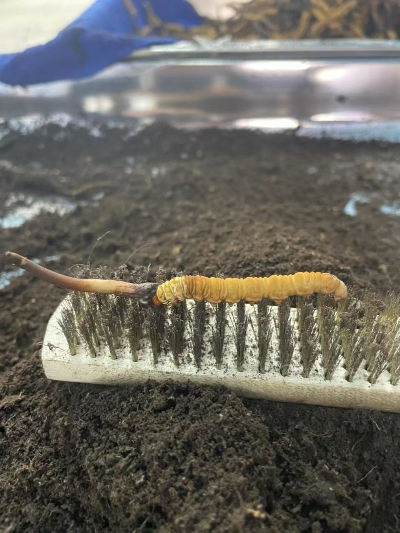冬虫夏草大量批发