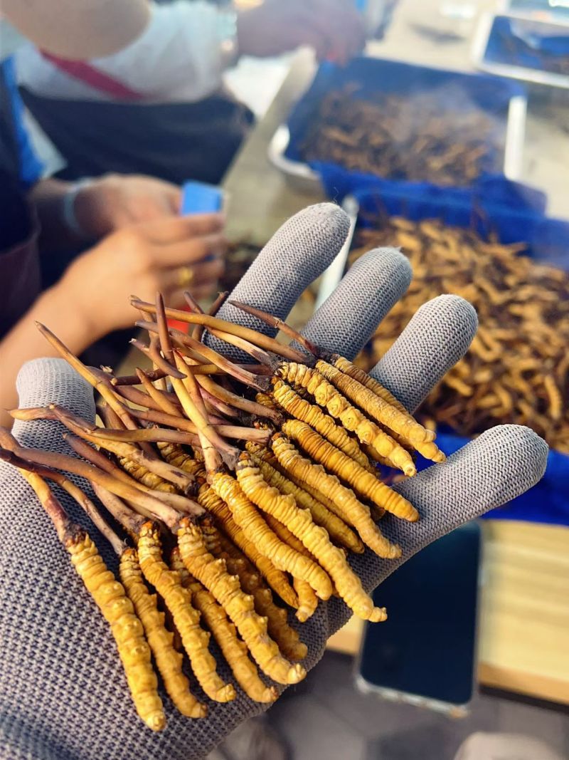 冬虫夏草大量批发