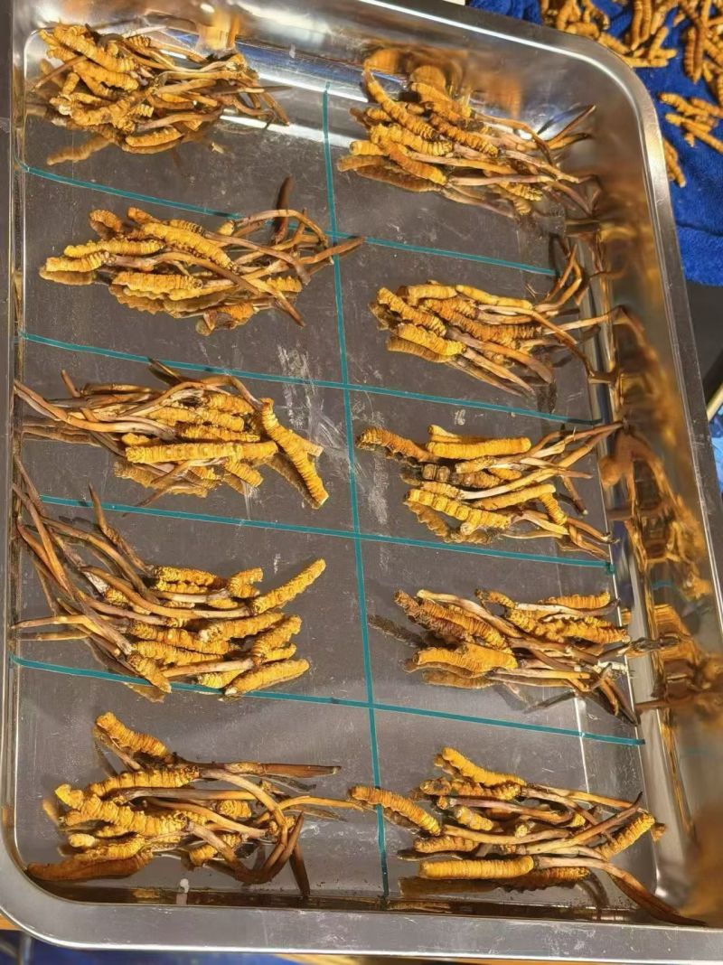 冬虫夏草大量批发
