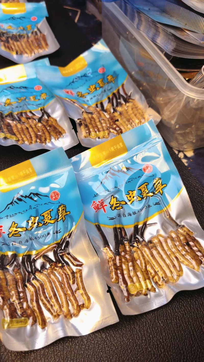 冬虫夏草大量批发