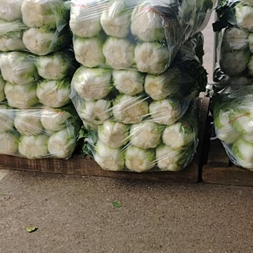 大白菜代卖，代买贵阳农产品物流园蔬菜区7A18号