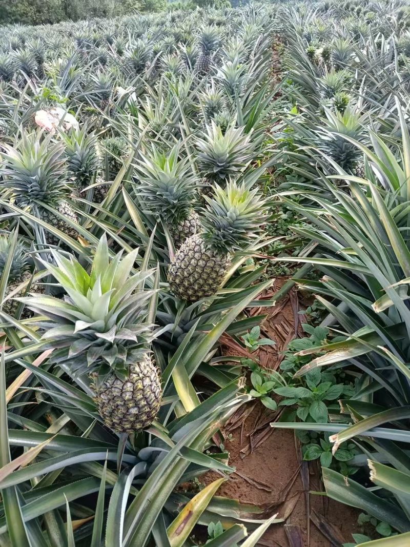 凤梨