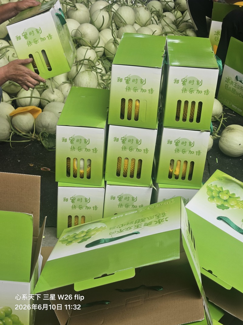 山东玉菇冰激凌甜瓜产地，全国发货，直供商超市场，一件代发